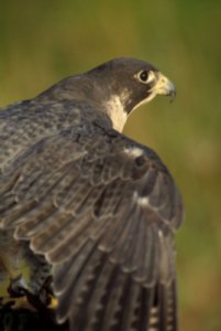 Picture of a Peregrine Falcon (Falco peregrinus)