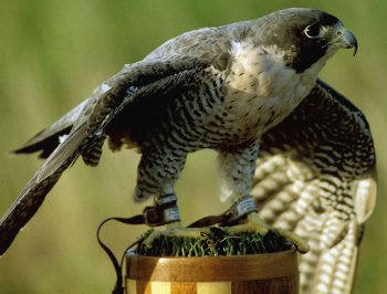 Picture of a Peregrine Falcon (Falco peregrinus)