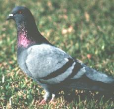 Photograph of the Rock Dove