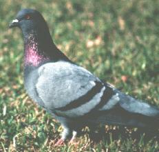 Rock Dove Bird Facts