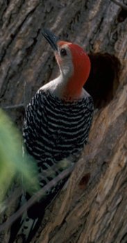 Photograph of the Red-bellied Woodpecker