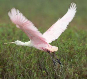 Photograph - Roseate Spoonbill (Ajaia ajaia)