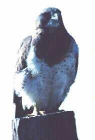 Photograph of the Swainson's Hawk