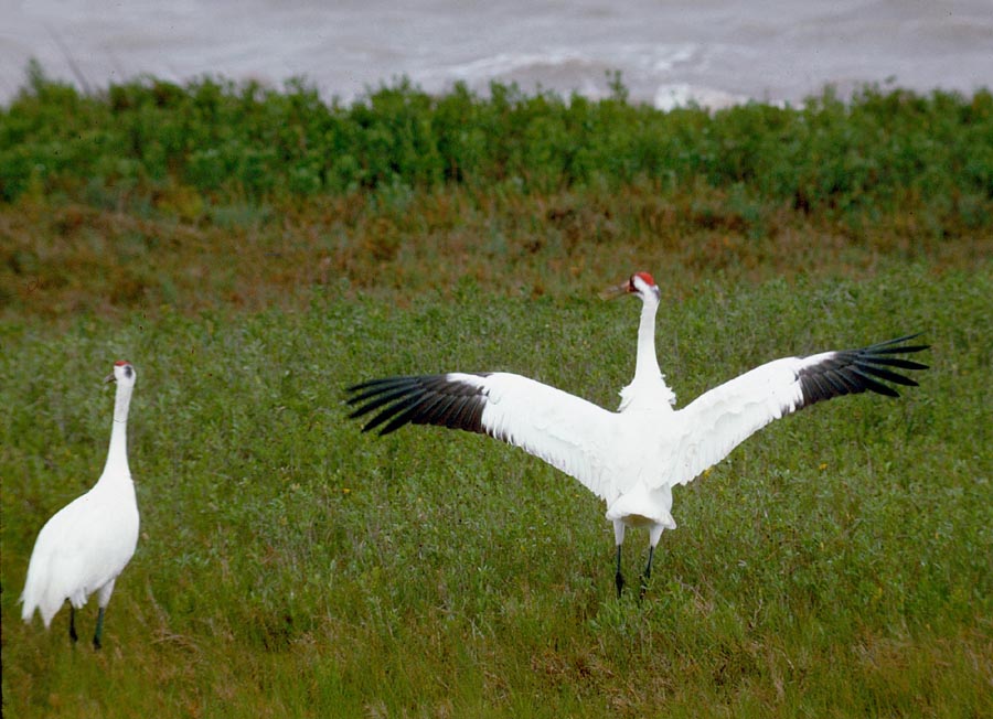 whooping crane habitat