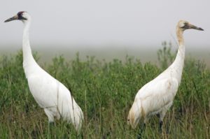 Photograph - Whooping Cranes (Grus americana)