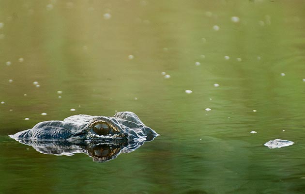 alligator