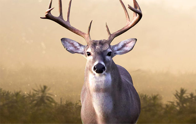 8 point deer