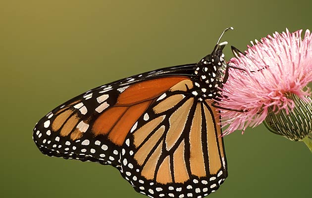 Monarch butterfly