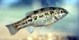 Picture of Comanche Springs Pupfish (Cyprinodon elegans)