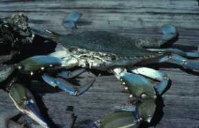 Photo of blue crab