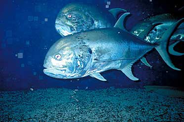 Photo of Crevalle Jacks