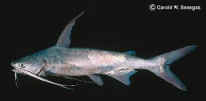 Gafftopsail Catfish Bagre Marinus