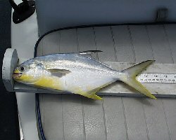 Florida Pompano (Trachinotus carolinus)