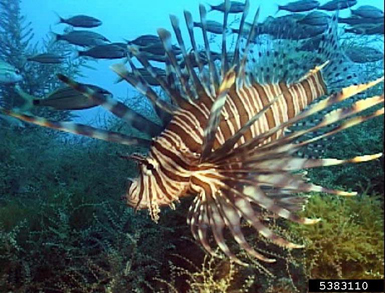 Lionfish