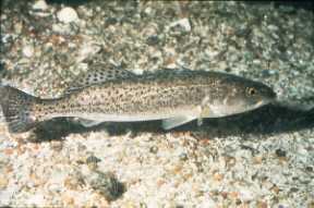 Photo of spotted seatrout