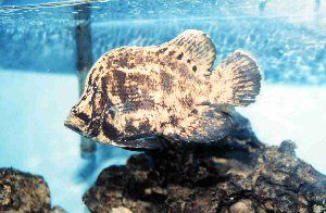Photo of tripletail