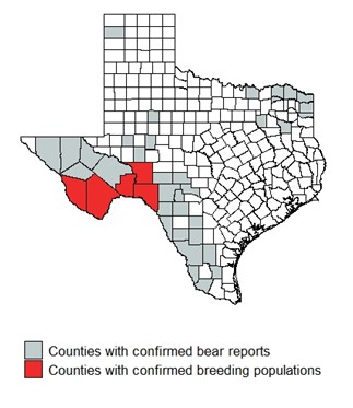 Map of confirmed bear reports in 2013-2023 submitted to TPWD.