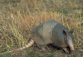 Where To Find Nine-Banded Armadillos In Red Dead Online