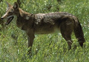 Picture of Coyote (Canis latrans), side view