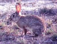 Photograph of the Desert Cottontail