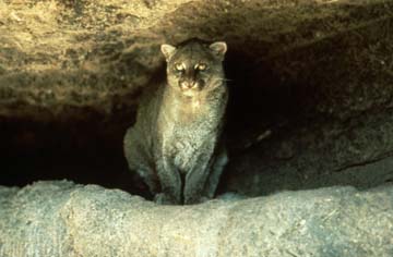 Photograph of the Jaguarundi