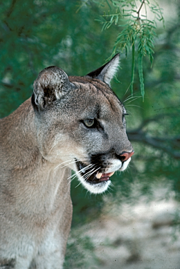 Vooravond Master diploma de wind is sterk Mountain Lion (Puma concolor)