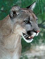 Picture of a mountain lion's (<em>Puma concolor</em>) face, side view.