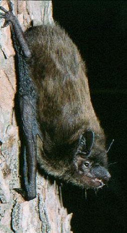 Photograph of the Evening Bat