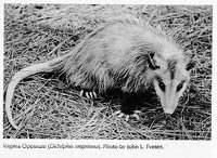Photograph of the Virginia Opossum