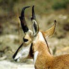 Photograph of the Pronghorn