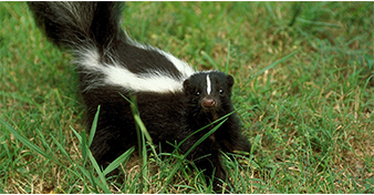 Photograph of the Striped Skunk