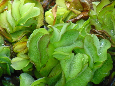 giant salvinia foliage