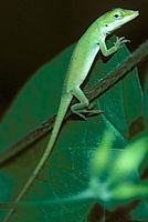 types of green lizards