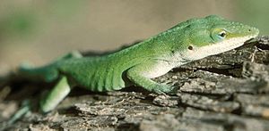 Picture of Green Anole (Anoles carolinensis)