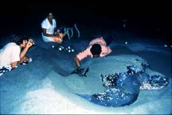 Photograph of the Leatherback Sea Turtle