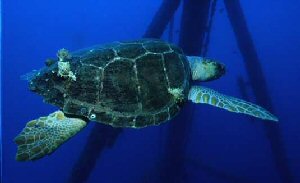 loggerhead sea turtle habitat