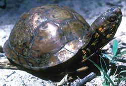 Photograph - Eastern Box Turtle (Terrapene carolina subsp. triungius)