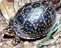 Photograph - Eastern Box Turtle (Terrapene carolina subsp. triungius)
