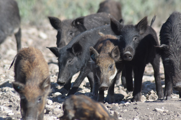 THE HOGS ARE BORN (1982) 