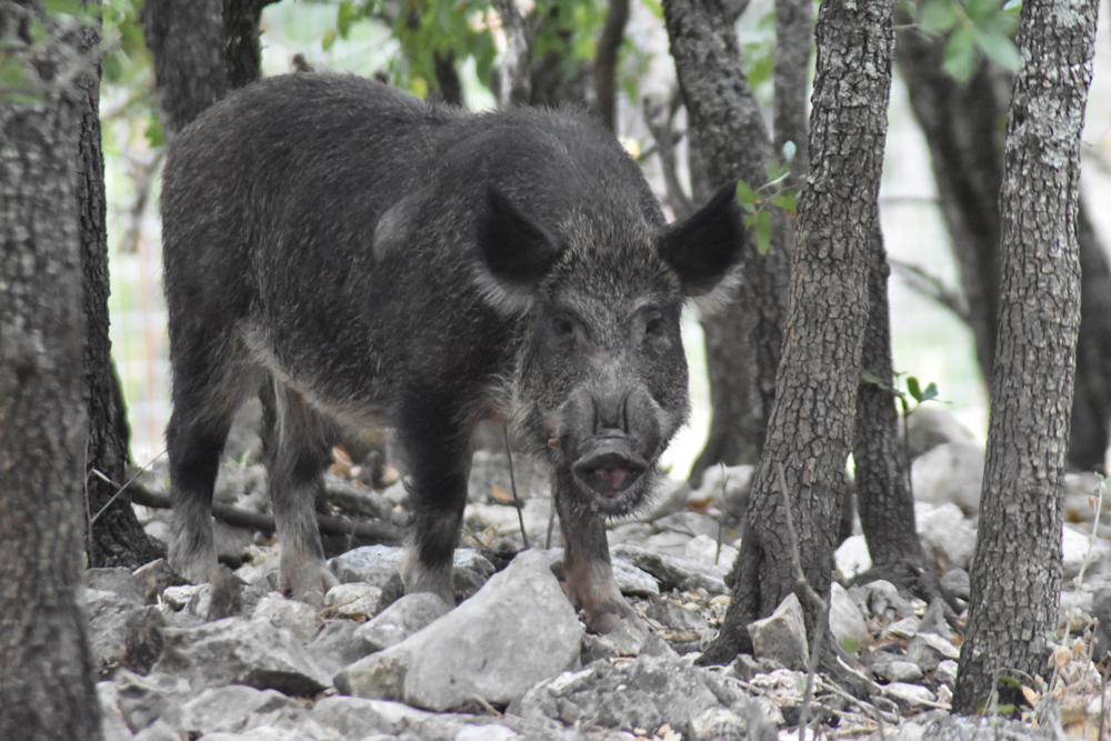 photo of a wild pig