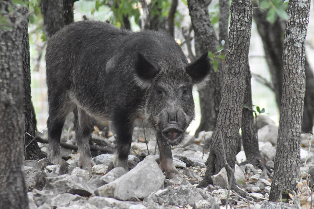 Wild boar - SiannonBeca