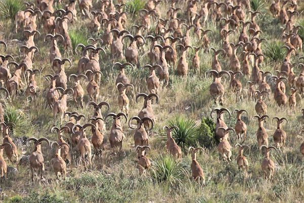 Large aoudad herd