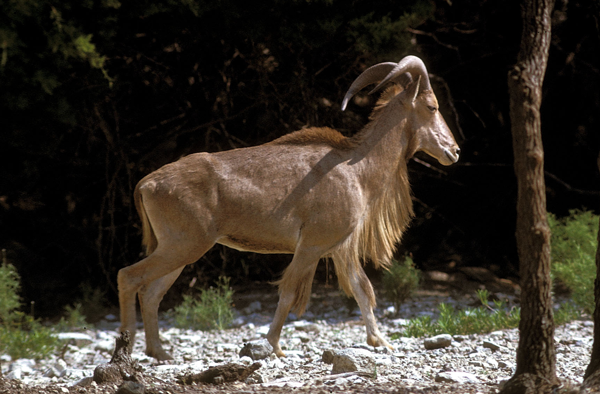 Aoudad male