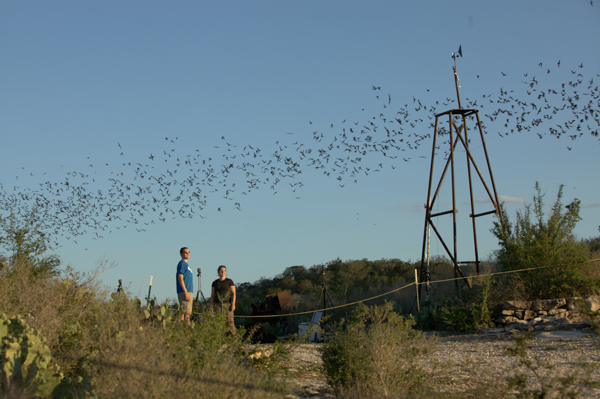 Bat radar study