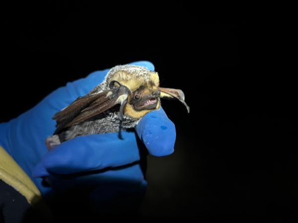 Hoary bat