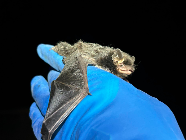 Silver-haired bat