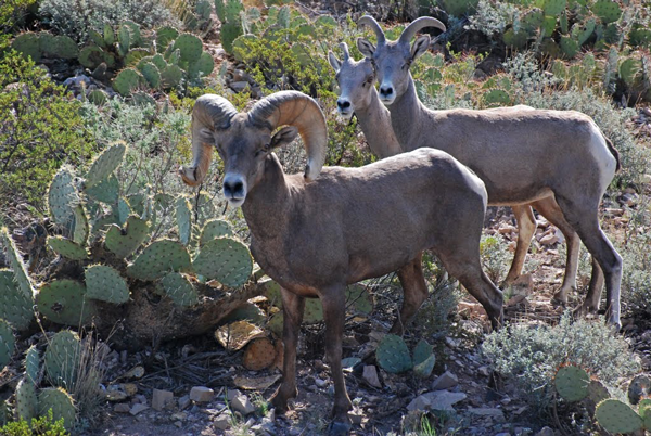 Bighorned sheep