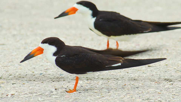 Black skimmer birds