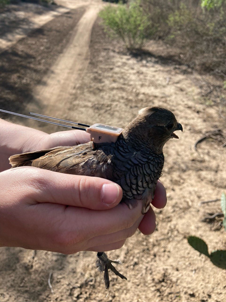 Chestnut-bellied scaled quail bird with a transmitter attached.