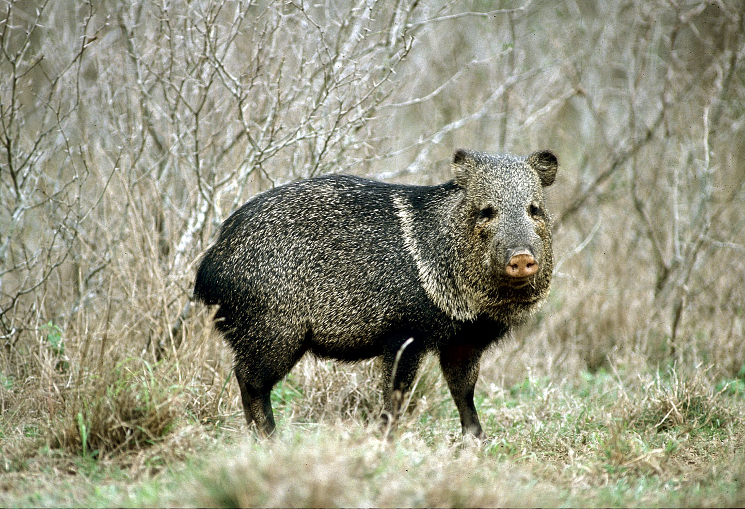 Javelina Collared peccary